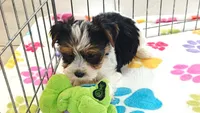 Sam, a male Yorkshire Terrier for sale in Tucson, AZ – 5 of 10