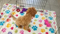 Frankie, a male Cavapoo and Poodle - Miniature  for sale in Tucson, AZ – 5 of 10