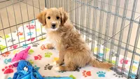Lewis, a male Cavapoo for sale in Tucson, AZ – Photo 5 of 10