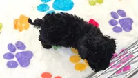 Cooper, a male Cavapoo and Poodle - Toy  for sale in Tucson, AZ – 3 of 10