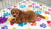 George, a male Cavapoo and Poodle - Toy  for sale in Tucson, AZ – 6 of 10