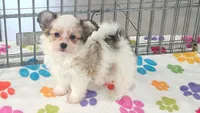 Gus, a male Maltese and Papillon for sale in Tucson, AZ – 9 of 9