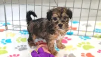 Rex, a male Havapoo for sale in Tucson, AZ – 2 of 10
