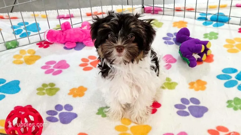 Piper – Havashire puppy for sale in Tucson, AZ