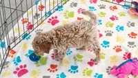 Maddie, a female Cavapoo and Poodle - Toy  for sale in Tucson, AZ – 2 of 10