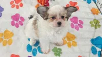 Gus, a male Maltese and Papillon for sale in Tucson, AZ – 8 of 9