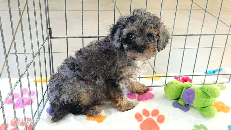 Layla – Cavapoo, Poodle - Toy  puppy for sale in Tucson, AZ