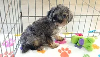 Layla, a female Cavapoo and Poodle - Toy  for sale in Tucson, AZ – 1 of 10
