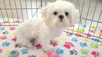 Jackson, a male Shih Tzu for sale in Tucson, AZ – 8 of 10