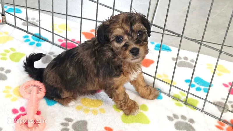 Rex – Havapoo puppy for sale in Tucson, AZ