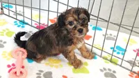 Rex, a male Havapoo for sale in Tucson, AZ – 1 of 10