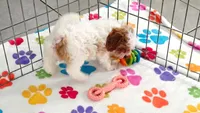 Violet, a female Cavapoo and Poodle - Toy  for sale in Tucson, AZ – 6 of 10
