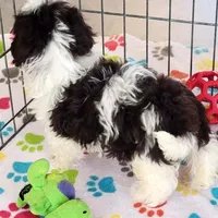 Lilly, a female Shihpoo for sale in Tucson, AZ – Photo 8 of 9