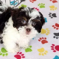 Lilly, a female Shihpoo for sale in Tucson, AZ – Photo 7 of 9