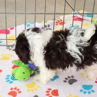 Lilly, a female Shihpoo for sale in Tucson, AZ – Photo 3 of 9
