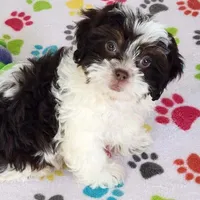 Lilly, a female Shihpoo for sale in Tucson, AZ – Photo 1 of 9