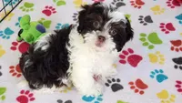 Lilly, a female Shihpoo for sale in Tucson, AZ – Photo 1 of 9
