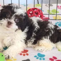 Lilly, a female Shihpoo for sale in Tucson, AZ – Photo 6 of 9