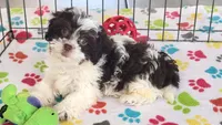 Lilly, a female Shihpoo for sale in Tucson, AZ – Photo 6 of 9