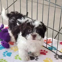 Lilly, a female Shihpoo for sale in Tucson, AZ – Photo 2 of 9