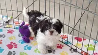 Lilly, a female Shihpoo for sale in Tucson, AZ – Photo 2 of 9