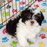 Lilly, a female Shihpoo for sale in Tucson, AZ – Photo 9 of 9
