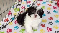 Lilly, a female Shihpoo for sale in Tucson, AZ – Photo 9 of 9