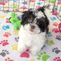 Lilly, a female Shihpoo for sale in Tucson, AZ – Photo 4 of 9