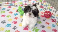 Lilly, a female Shihpoo for sale in Tucson, AZ – Photo 4 of 9