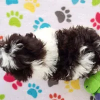 Lilly, a female Shihpoo for sale in Tucson, AZ – Photo 5 of 9