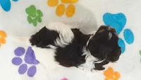 Piper, a female Havashire for sale in Tucson, AZ – 6 of 9