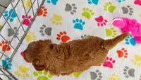 Otis, a male Cavapoo and Poodle - Miniature  for sale in Tucson, AZ – 4 of 10
