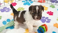 Tucker, a male Havashire for sale in Tucson, AZ – 6 of 10