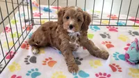 Chester, a male Cavapoo and Poodle - Toy  for sale in Tucson, AZ – 6 of 10