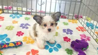 Dakota, a female Maltese and Papillon for sale in Tucson, AZ – 5 of 10