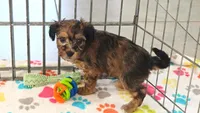 Rex, a male Havapoo for sale in Tucson, AZ – 6 of 10