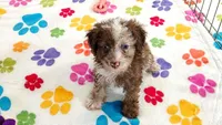 Leo, a male Cockapoo and Poodle - Toy  for sale in Tucson, AZ – 3 of 8
