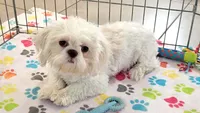 Jackson, a male Shih Tzu for sale in Tucson, AZ – 9 of 10
