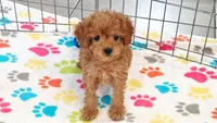 Layla, a female Cavapoo and Poodle - Toy  for sale in Tucson, AZ – 5 of 9