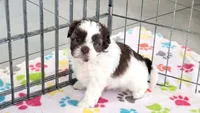 Ella, a female Shih Tzu and Poodle - Toy  for sale in Tucson, AZ – 6 of 10