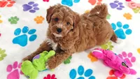 George, a male Cavapoo and Poodle - Toy  for sale in Tucson, AZ – 4 of 10