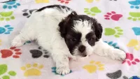 Ella, a female Shih Tzu and Poodle - Toy  for sale in Tucson, AZ – 9 of 10