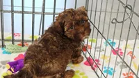 Charlie, a male Shih Tzu and Poodle - Toy  for sale in Tucson, AZ – 4 of 9