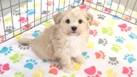 Albert, a male Havanese for sale in Tucson, AZ – 7 of 10