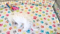 Tyson, a male Maltipoo for sale in Tucson, AZ – 3 of 10