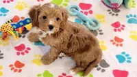 Chester, a male Cavapoo and Poodle - Toy  for sale in Tucson, AZ – 10 of 10