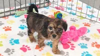 Rex, a male Havapoo for sale in Tucson, AZ – 9 of 10