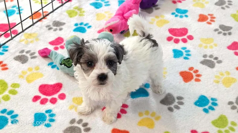 Maya – Havapoo puppy for sale in Tucson, AZ