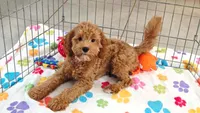 Otis, a male Cavapoo and Poodle - Miniature  for sale in Tucson, AZ – 8 of 10