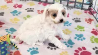 Annie, a female Cavapoo and Poodle - Toy  for sale in Tucson, AZ – 7 of 10